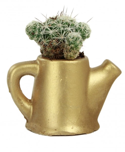 Mini Çiçek Saksı Küçük Sukulent Altın Kaktüs Saksısı Mini Çaydanlık Model